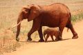 Afrikanische Elefantenkuh mit Kalb.jpg