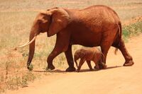 Afrikanische Elefantenkuh mit Kalb