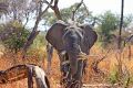 Afrikanischer Elefant.jpg
