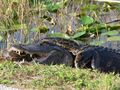 Alligator Python.jpg