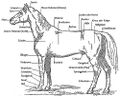 Anatomie Pferd.jpg