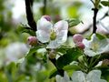 Apfelbaum Blüten Knospen.jpg