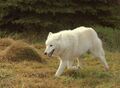 Arktischer Wolf.jpg