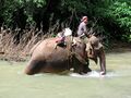 Asiatischer Elefant arbeitet.jpg