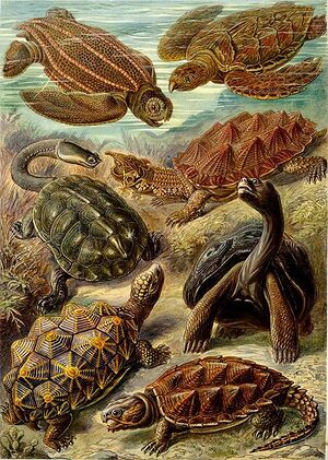 Schildkrötenarten.jpg