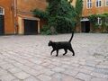 Schwarze Katze.jpg