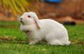 Albino-Kaninchen.jpg