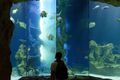 Aquarium Haus des Meeres.jpg
