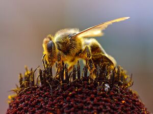 Biene beim Nektarsammeln.jpg