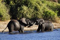 Elefanten an einer Wasserstelle