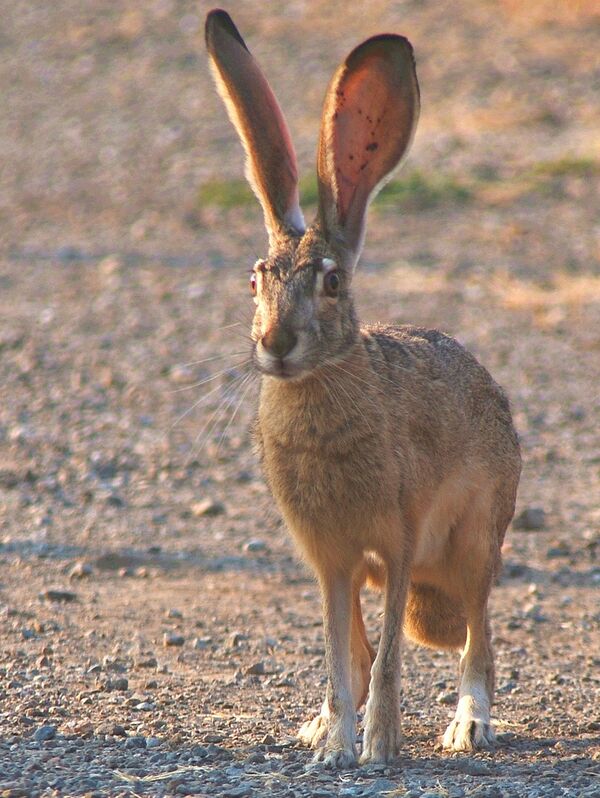 Kaninchen – KiwiThek