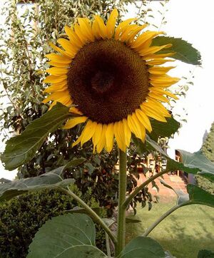 Große Sonnenblume.jpg