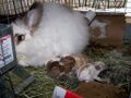 Kaninchenbabys mit Mama.jpg