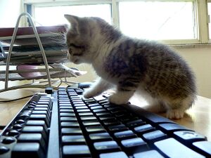 Katze auf Tastatur.jpg