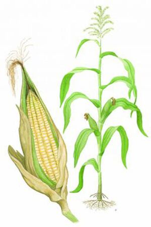 Maispflanze Illustration.jpg