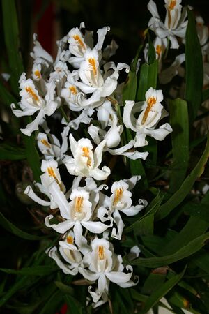Orchidee Blütenstand.jpg
