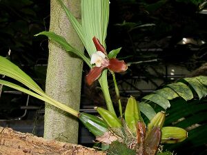 Orchideenpflanze.jpg