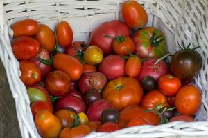 Paradeiser Tomaten Sorten.jpg