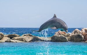 Springender Delfin.jpg