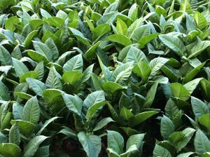 Tabakpflanzen.jpg