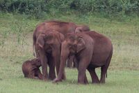 Wilde Asiatische Elefanten