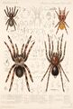 Zeichnungen Spinnen.jpg