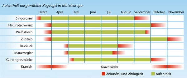 Zugvogel – KiwiThek